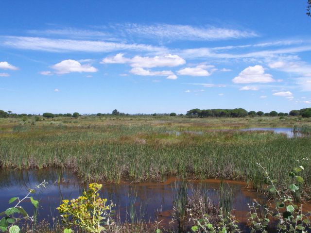 Parc national de Donana