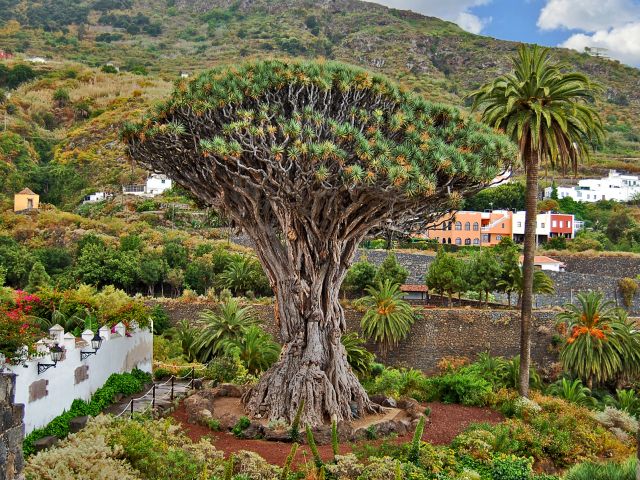 Dragonnier des Canaries