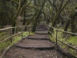 Forêt enchantée, parc national de Garajonay