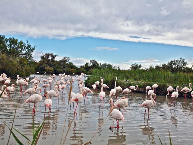 Flamants roses en Camargue