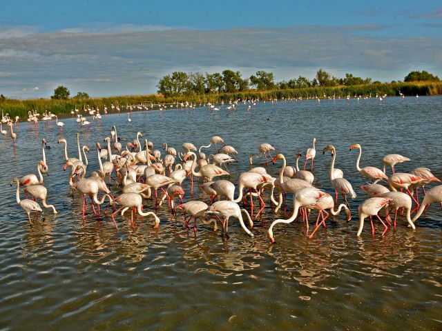 Flamants roses en Camargue