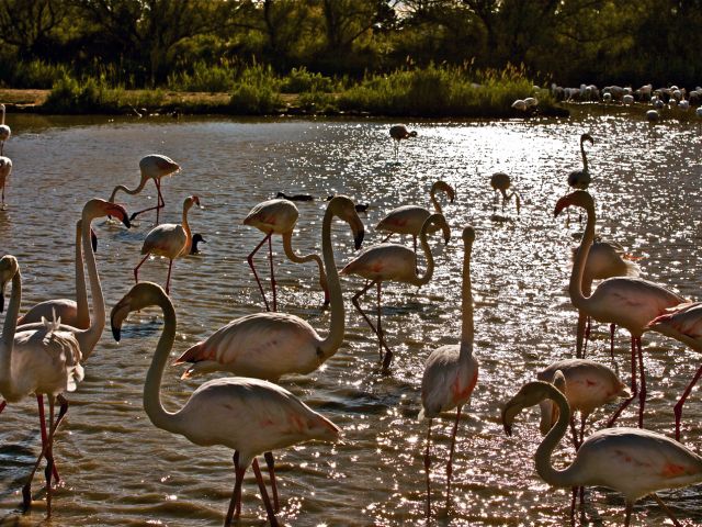 Groupe de flamants roses