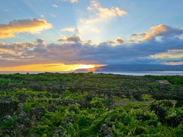 Paysage viticole de l'île du Pico