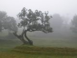 Forêt Laurifière de Madère