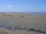 Vasières, mer des Wadden