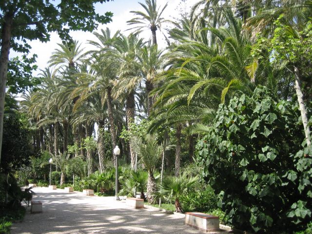 Marchant dans la palmeraie d'Elche