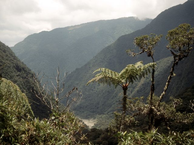 Parc national Rio Abiseo