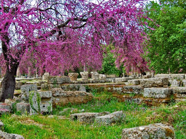 Printemps, arbres en fleurs