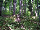 Forêt de hêtres primaire Stužica en Slovaquie