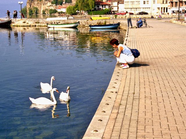 Cygnes blancs