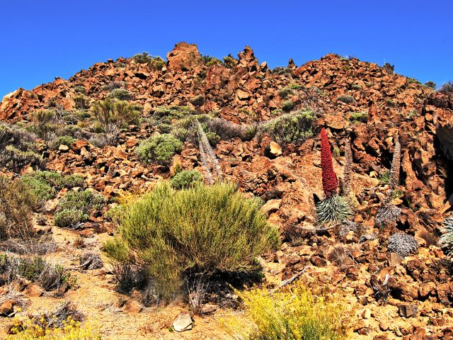 Vipérine de Tenerife