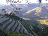 Vignobles en terrasses le long du fleuve Douro