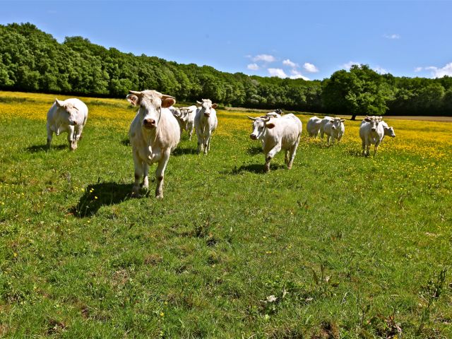 Vaches dans la vallée de la Cure