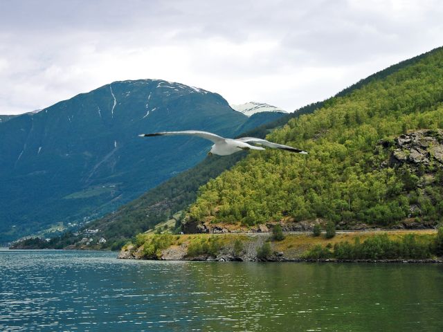 Mouette sur le Sognefjord