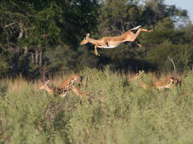 Lechwe Antelope