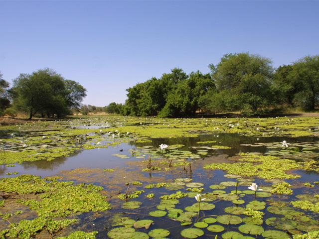 Logone River