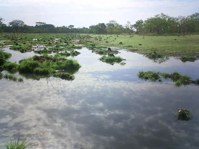 Termite field