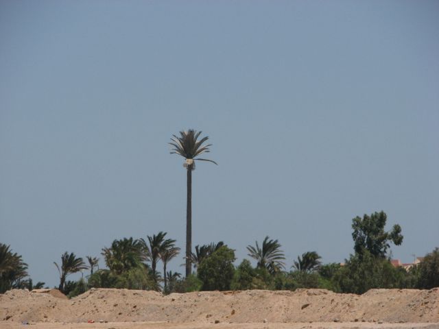 Tallest palm