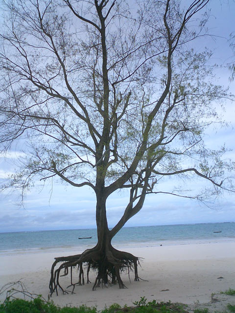 White-sanded beach