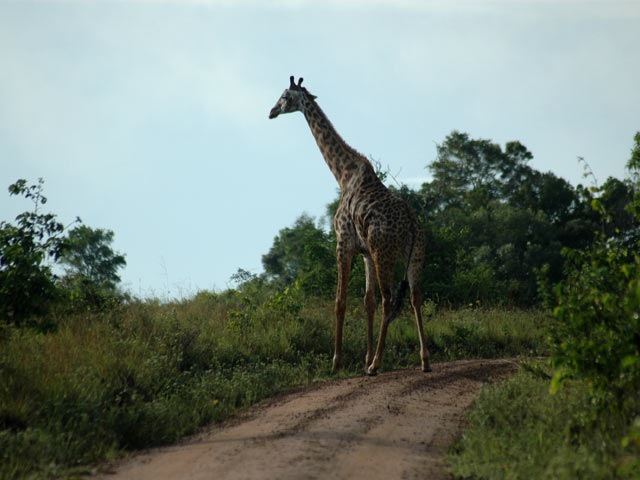 Girafe