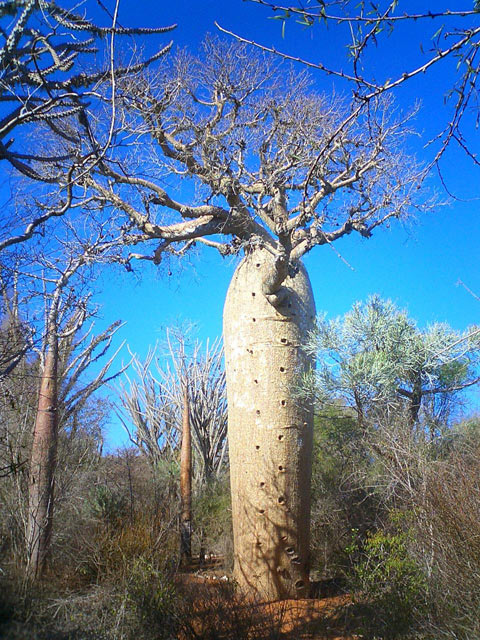 Baobab