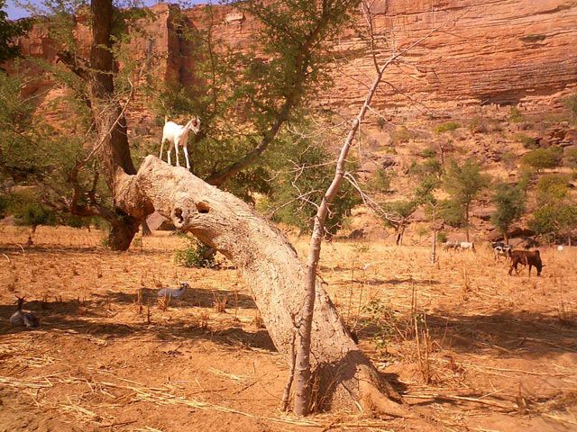 Dogon cliffs