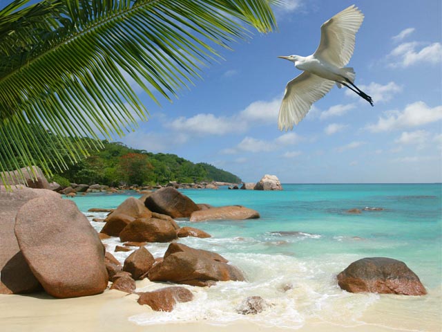 Beach and bird