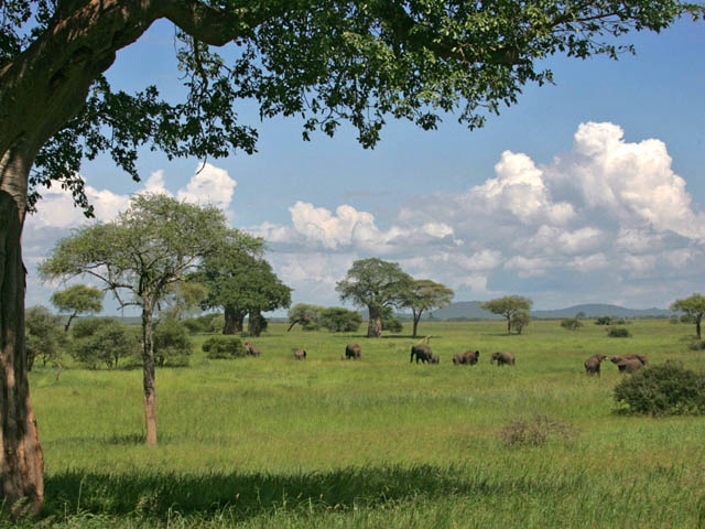 Parc National Tarangire