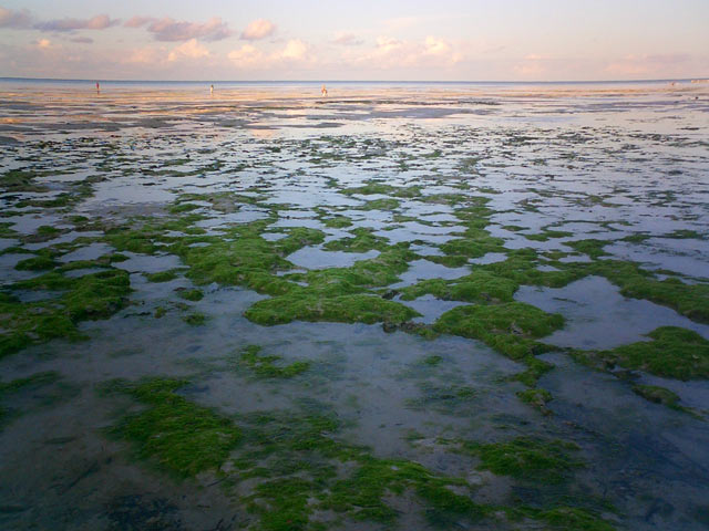 Jambiani Beach