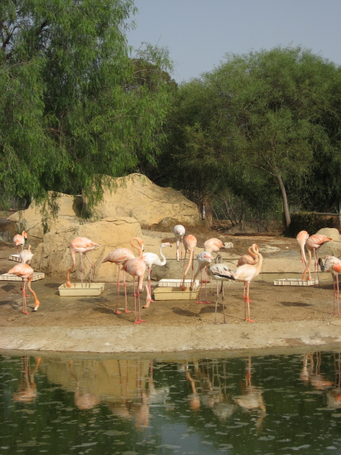 Flamingos