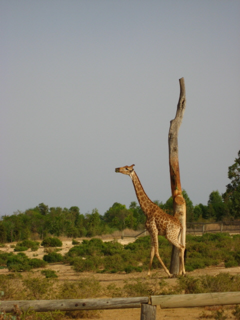 Giraffe