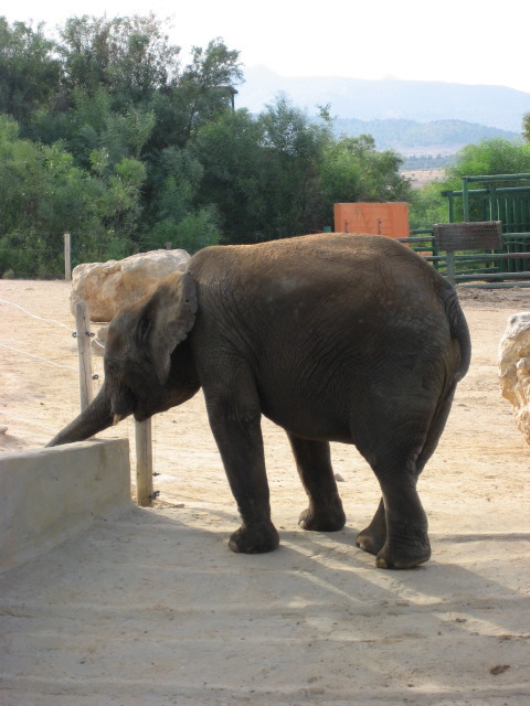 African elephant