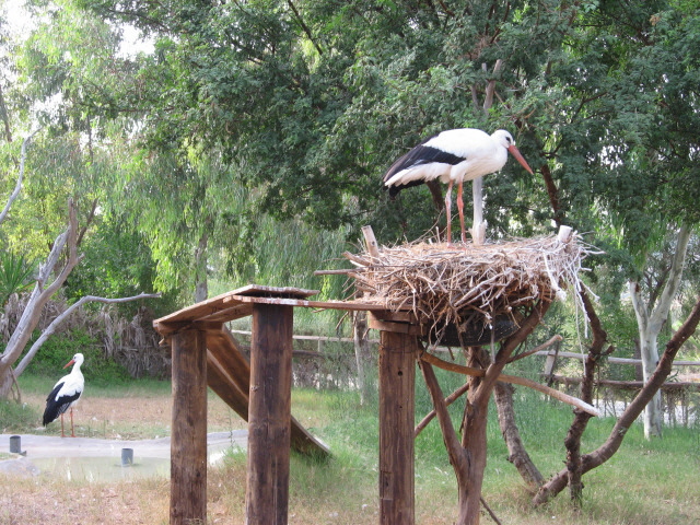 White storks