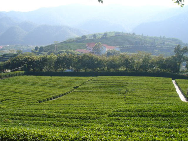 Yannanfei Tea Garden