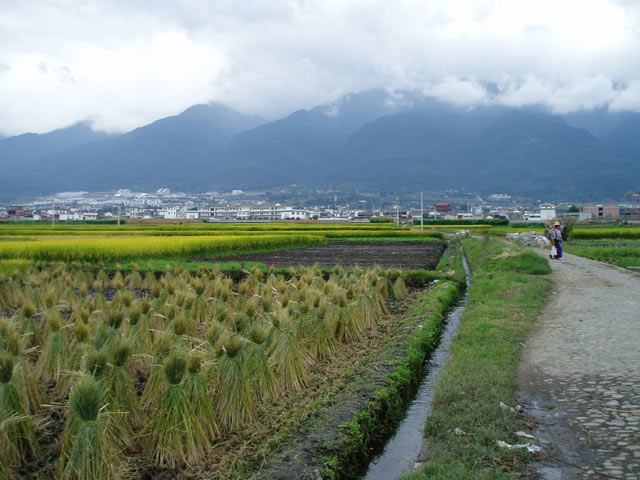 Rice fields