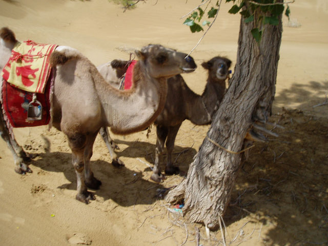 Camel