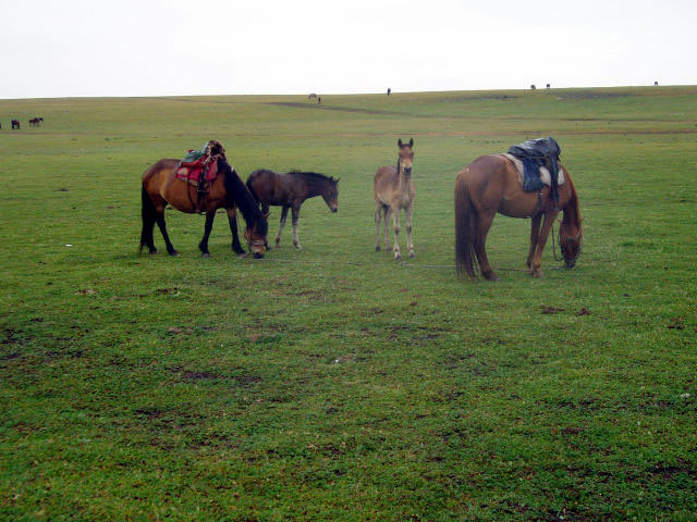 Chinese Mongolia