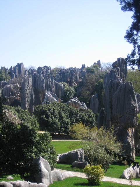 Stone Forest