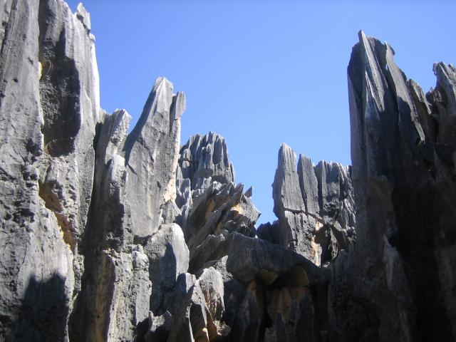 Stone Forest