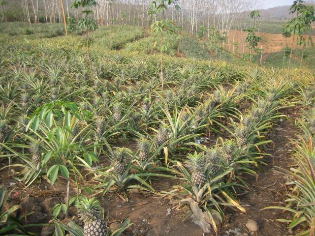 Pineapple field