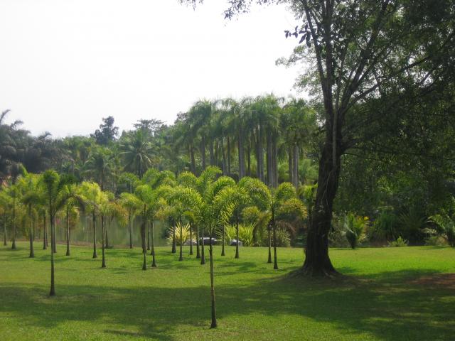 Tropical botanical garden