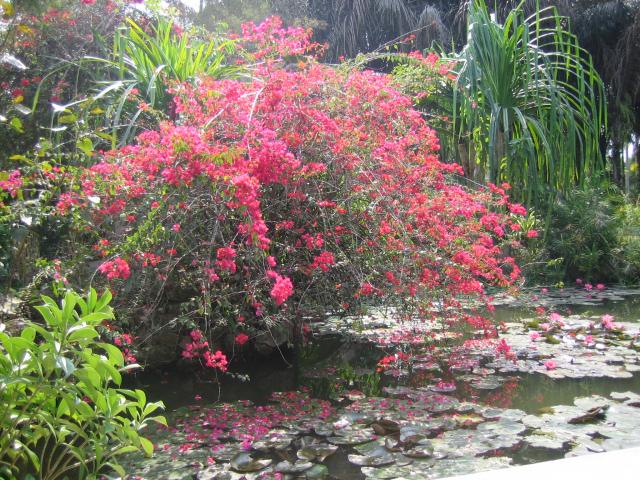 Colorful garden