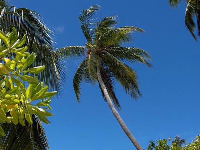 Palm in Maldives