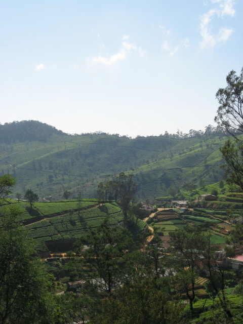 Nuwara Eliya