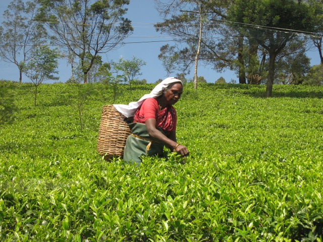 Tea plantation 