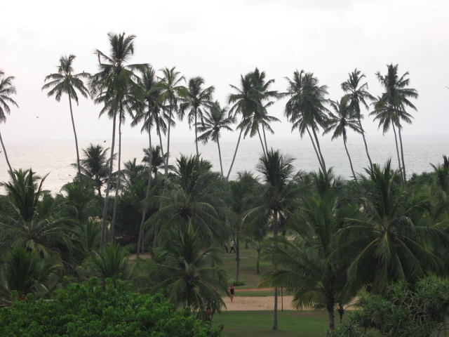 Through palms