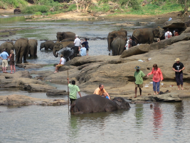 Orphelinat d'éléphants de Pinnawela