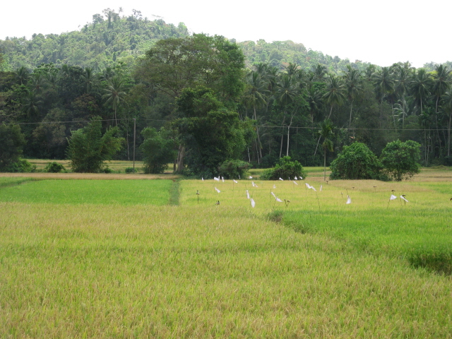 Rice fields