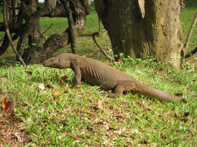 Monitor lizard