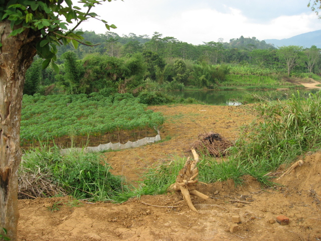 Manioc plantation 